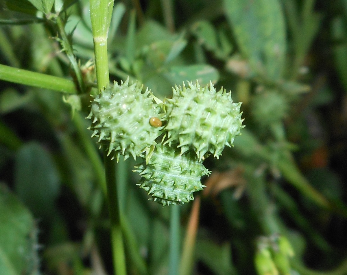 Medicago murex Willd. / Erba medica pungente